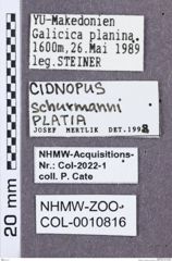 Etikette zu Cidnopus schurmanni  (NHMW-ZOO-COL-0010816)